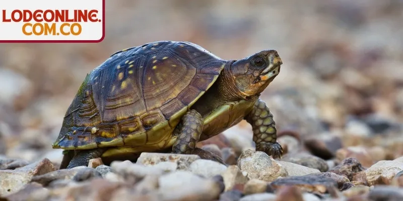 Lời khuyên khi gặp giấc mơ thấy rùa cho bạn đọc